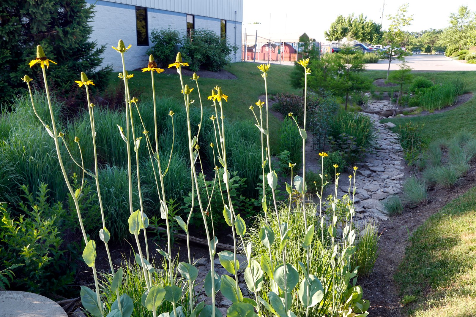 What Are The Best Plants For A Rain Garden In Kentucky?